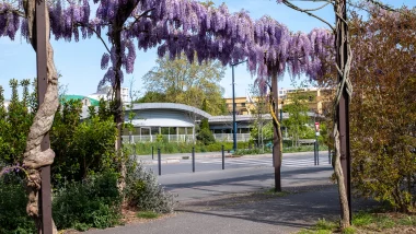 Parc des berges de Bordeaux, pleins de glycines au printemps.